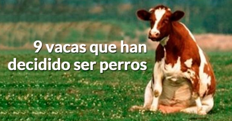 9 vacas que han decidido que ser perros es mucho mejor