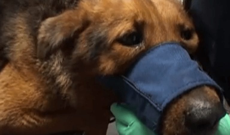El cambio en la mirada de este perro tras su rescate te devolverá la fe en la humanidad