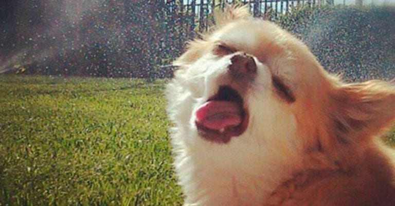 15 imágenes que demuestran que los animales no siempre salen bien en las fotos