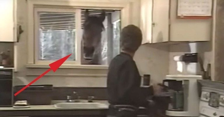 Cada vez que está en la cocina, esta mujer recibe la visita de su mejor amigo