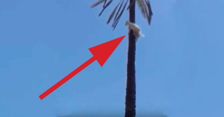 Cuando veas a una cabra subida a una palmera creerás que es un montaje
