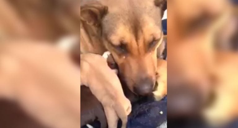 Una perrita recupera a sus cachorros y reacciona de una forma completamente humana
