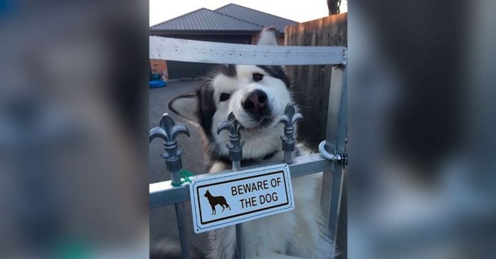 carteles de cuidado con el perro