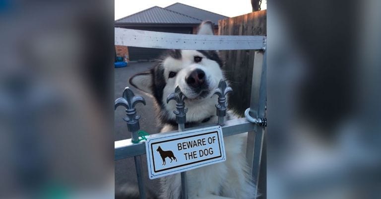 Este es el motivo por el que debes hacer caso a las señales de «cuidado con el perro»