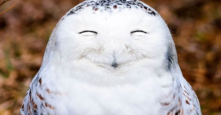 Un concurso de fotografía recopila el lado más cómico de la naturaleza