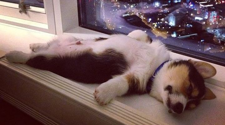 29 formas de descansar después de un duro día siendo una mascota