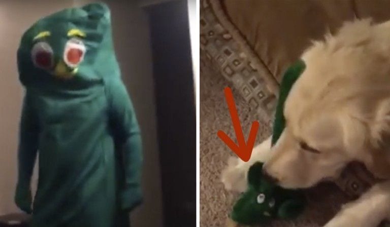 ¿Cómo crees que reacciona su perro cuando se disfraza como su juguete favorito?