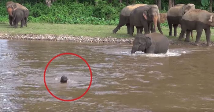 elefante salva hombre 1