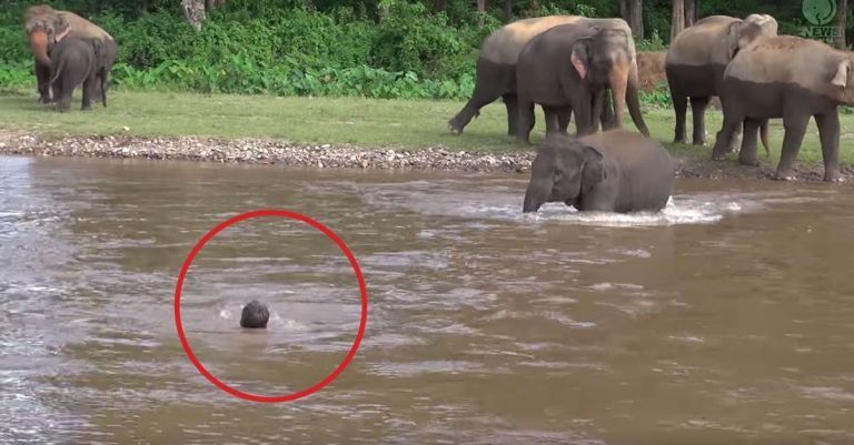 Un elefante cree que su cuidador se está ahogando y no duda en hacer algo