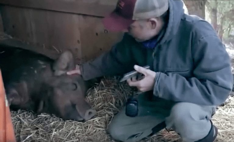 La conmovedora historia de Emma, la cerda moribunda que encontró su razón para vivir