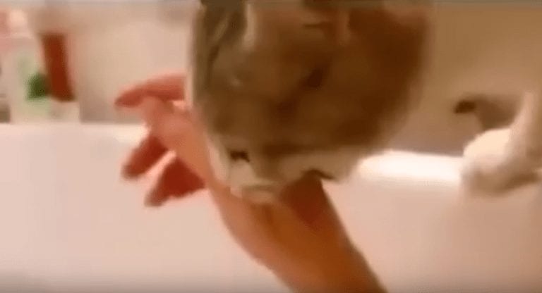 Un gato intenta salvar a su dueña de ahogarse en la bañera