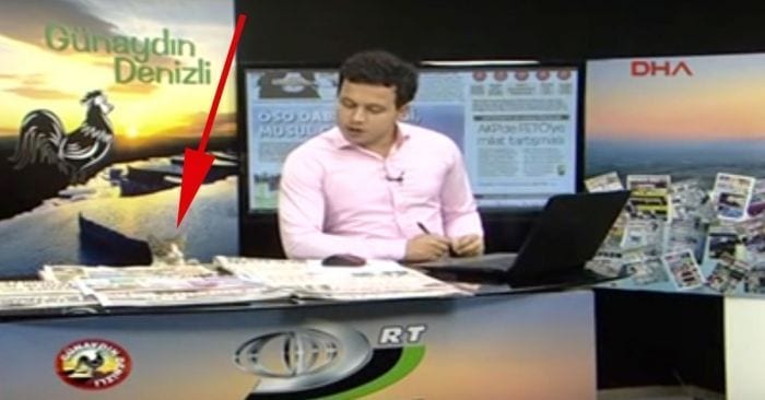 gato telediario dest