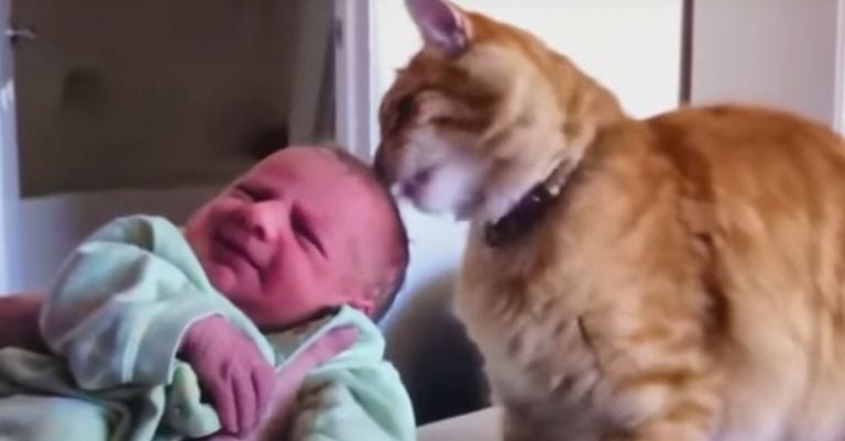 15 gatos que no pueden resistirse al amor de los bebés