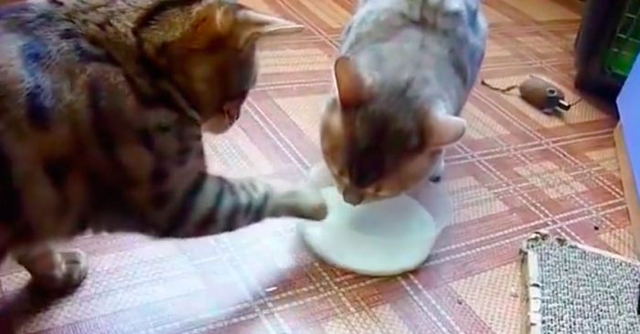 gatos peleando educadamente