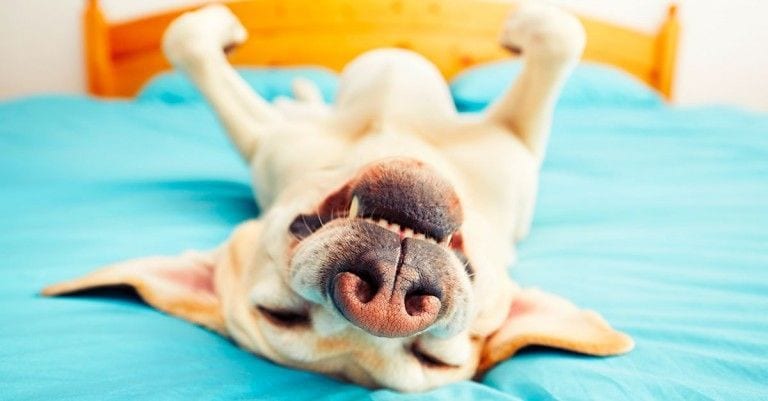 9 cosas que hace tu perro y que no sabes qué significan