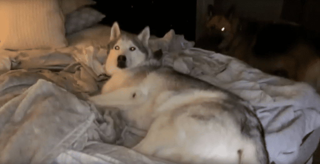 husky no quiere salir de la cama
