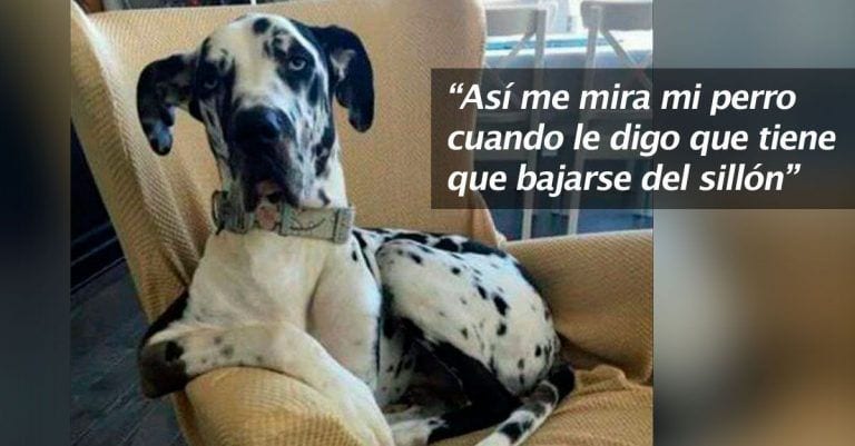 31 mascotas que triunfan más que sus dueños en las redes sociales