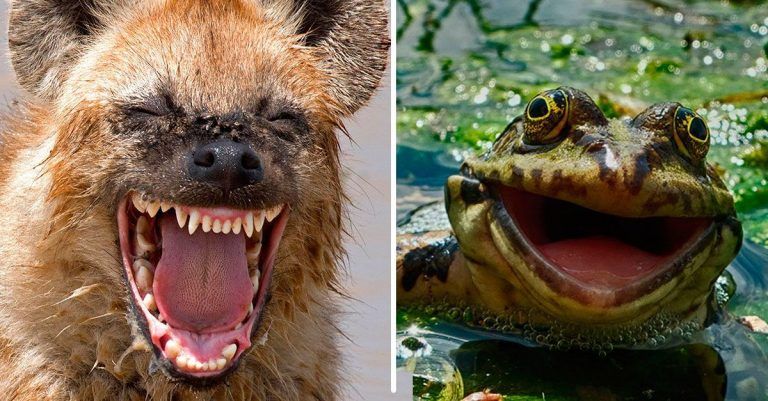 23 imágenes que demuestran lo divertida que puede llegar a ser la naturaleza