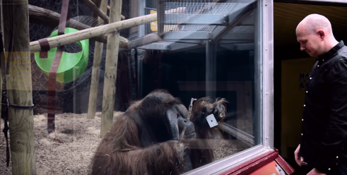 oranguntan truco magia2