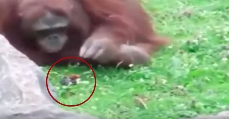 Un oranguntán salva a un pajarillo de morir ahogado