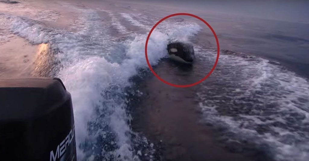 orcas persiguen barca dest