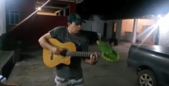 papagayo guitarra