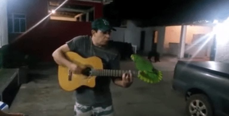 Un hombre empieza a tocar la guitarra y su loro se le une en la actuación