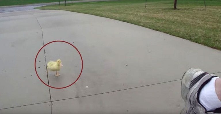 Este hombre sale a correr con su mascota igual que si de un perro se tratara