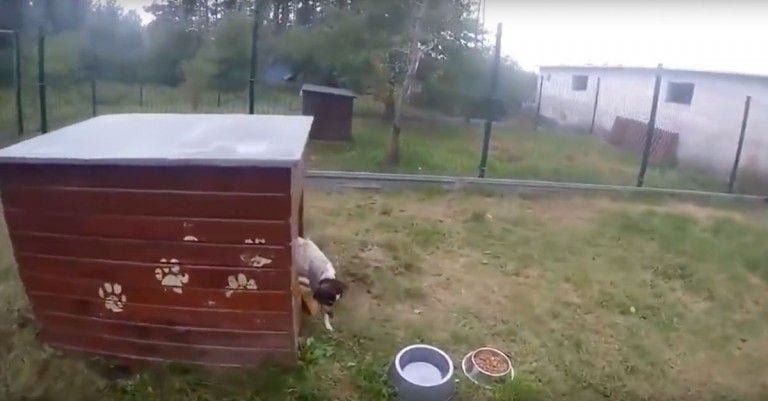 Después de una vida enjaulada, esta perrita siente la libertad por primera vez