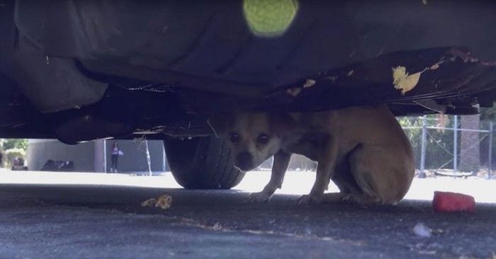 perra perdida chip dest