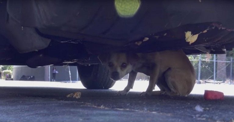Encuentran a una perrita aterrada y descubren su historia gracias al microchip