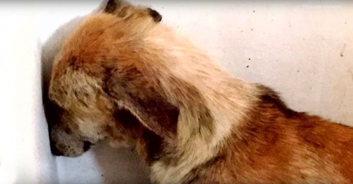 perrita maltratada pared dest