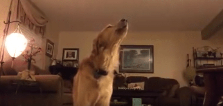 Si crees que lo has visto todo, no puedes perderte a este perro cuando escucha su canción