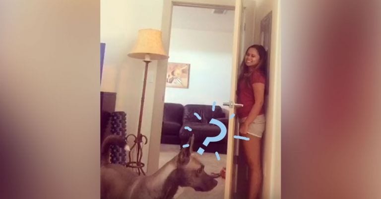 Así de divertido es jugar al escondite con el perro más despistado del mundo