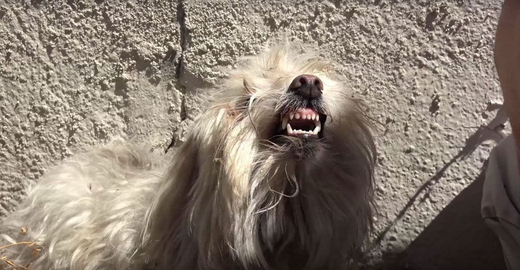 perro no queria ser salvado