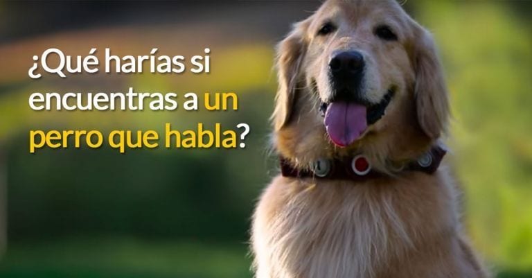 Así reacciona la gente cuando se encuentra con un perro que habla