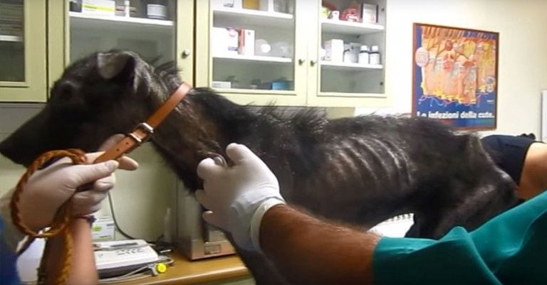 Llevaron a este perro a morir en paz, pero él tenía otros planes