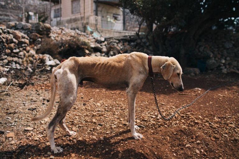 Consiguen liberar a un perro famélico del hombre que lo maltrataba y su cambio es espectacular