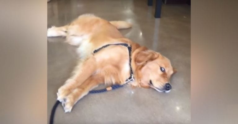 Este golden no quiere abandonar la tienda de juguetes y da una lección de resistencia pasiva
