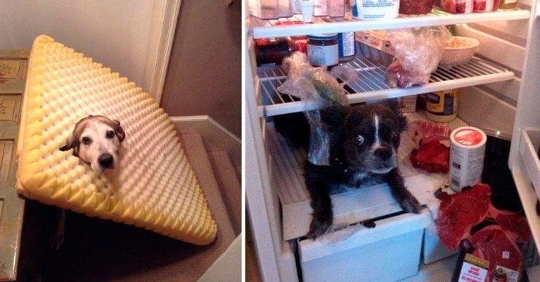 16 «adorables» perros que no esperaban que sus dueños volvieran tan pronto a casa