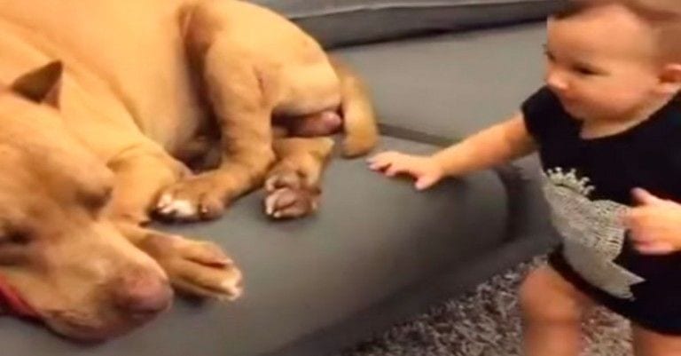 La esperada reacción de un pit bull cuando un bebé lo despierta