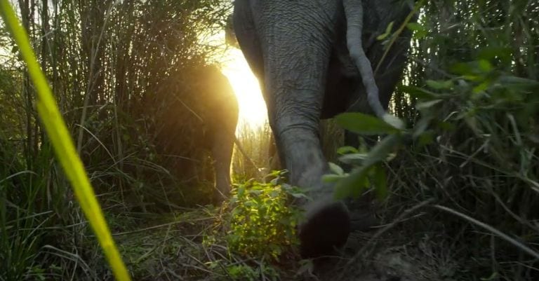 La naturaleza como nunca antes la has visto en el tráiler de «Planeta Tierra II»