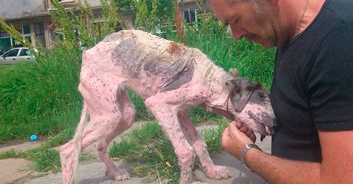 recuperacion extrema dest