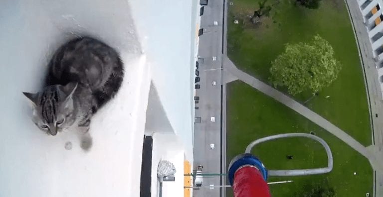 El rescate de este gato puede provocar vértigo, suerte que los felinos no conocen esa palabra