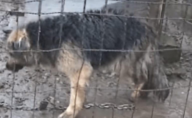 Esta perra estuvo atada durante 10 años en un barrizal, pero ahora sabe lo que es la libertad
