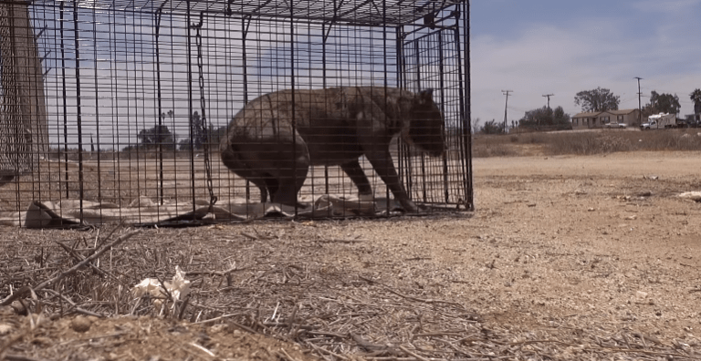 Tras un complicado rescate, esta pitbull demostró que solo necesitaba un poco de amor