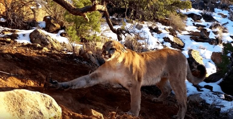 Este tenso rescate de un puma atrapado por un cepo te pondrá los pelos de punta
