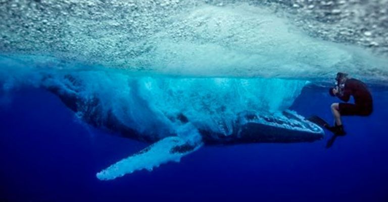Nunca has visto el salto de una ballena desde este punto de vista
