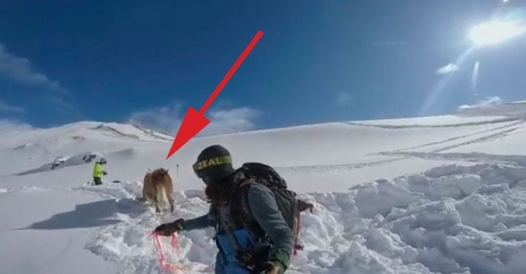 Salió a esquiar para celebrar su cumpleaños y acabó salvando a un caballo atrapado en la nieve