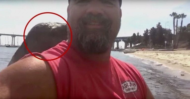 Un hombre sale a navegar y acaba grabando un vídeo genial con una amiga inesperada